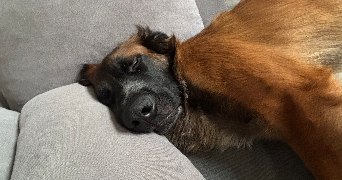 agathe pet sitter à CAVIGNAC 33620_6