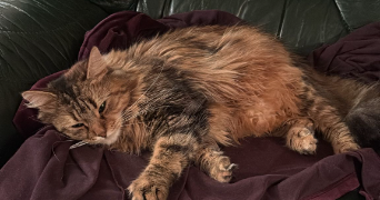 marie pet sitter à NEUILLY SUR MARNE 93330_3
