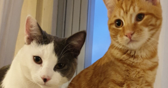 edith pet sitter à Clichy 92110_4