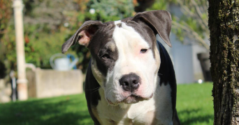 nelson pet sitter à ST ANDRE DE CUBZAC 33240_3