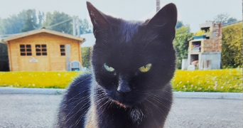 hélène pet sitter à LUDRES 54710_4