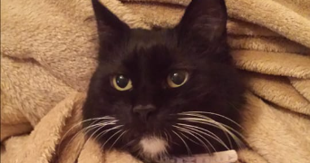 sophie pet sitter à ST PATHUS 77178_2