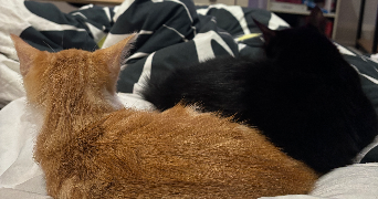 maelys pet sitter à Agen 47000_3