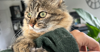 colyne pet sitter à EYSINES 33320_2