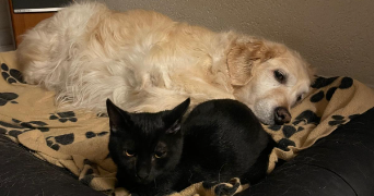 lisa pet sitter à PANCE 35320_1