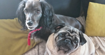 nadine pet sitter à DAMMARIE LES LYS 77190_1
