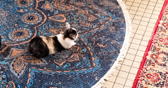 julia pet sitter à NOTRE DAME DES LANDES 44130_5