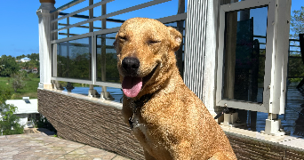 florane pet sitter à ST MAUR DES FOSSES 94100_2