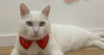 khadydia cat sitter à BOULOGNE BILLANCOURT 92100_6