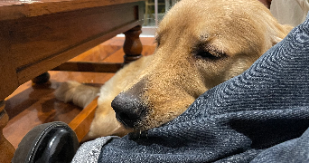 valeria pet sitter à NANTES 44200_5