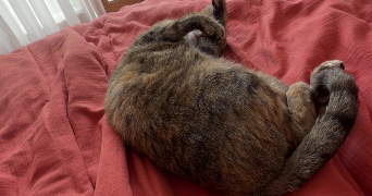 mathylde pet sitter à POITIERS 86000_1