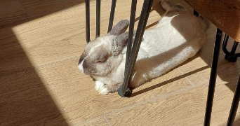 léonie pet sitter à CHAMPAGNE SUR SEINE 77430_1