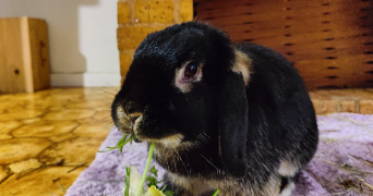 léonie pet sitter à PESSAC 33600_4