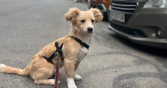 fiona pet sitter à VILLEPINTE 93420_4