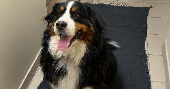 jade pet sitter à CHARPONT 28500_2