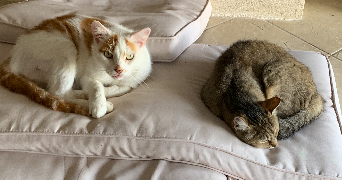 ophelie pet sitter à L ISLE JOURDAIN 32600_2