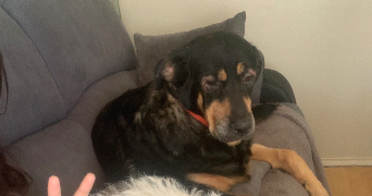 nâdiya pet sitter à POISSY 78300_3