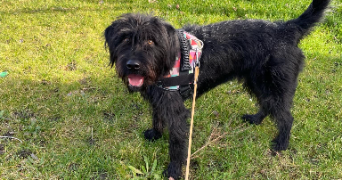 mélissa pet sitter à ORLEANS 45000_1