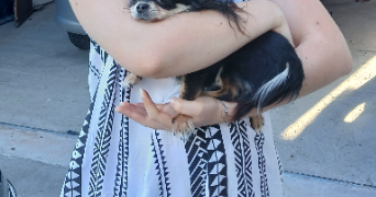 manon pet sitter à ROUEN 76000_0