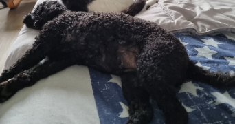 morgan pet sitter à CONCARNEAU 29900_3