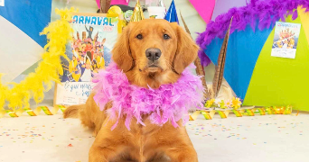 léa pet sitter à DUNKERQUE 59430_2