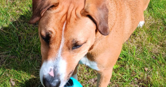 stéphanie pet sitter à MORTAGNE SUR SEVRE 85290_1