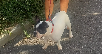 cathy dog sitter à 74200 - THONON LES BAINS 74200_4