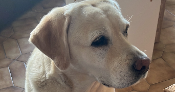 mathilde pet sitter à GIEN 45500_2