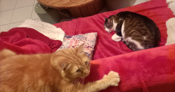 valentin pet sitter à ST NAZAIRE 44600_1