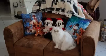 marie line pet sitter à FLEURY SUR ANDELLE 27380