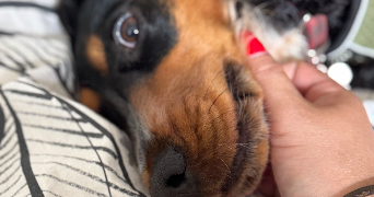 vanessa pet sitter à FONTENAY AUX ROSES 92260_6