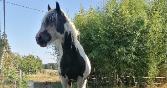 anthéa pet sitter à MARMANDE 47200_7