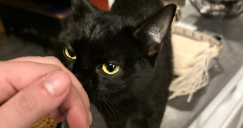 bettina pet sitter à HYERES 83400_2