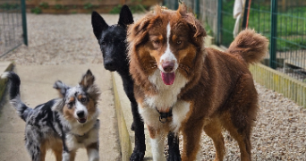 marlene pet sitter à AUNEAU BLEURY ST SYMPHORIEN 28700_40
