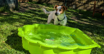 mélodie pet sitter à NOUAILLE MAUPERTUIS 86340_0
