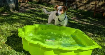 mélodie pet sitter à NOUAILLE MAUPERTUIS 86340