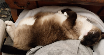 yacine pet sitter à GRABELS 34790_2