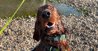 célia pet sitter à ANGEOT 90150_2