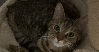 maelle pet sitter à MAROMME 76150_3