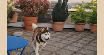 andrea pet sitter à PARIS 11 75011_8