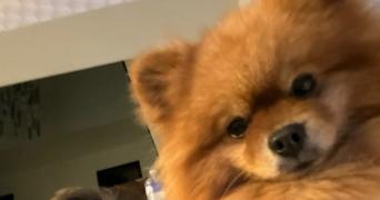 kimberley pet sitter à INGRE 45140_0