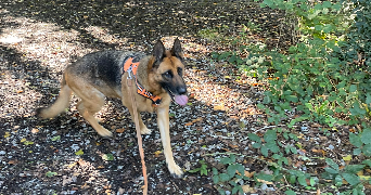 ophelie dog sitter à COUZEIX 87270_6