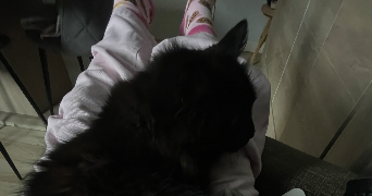sasha pet sitter à METZ 57000_1