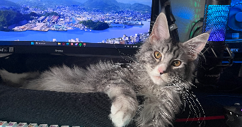 moby pet sitter à PUTEAUX 92800_8