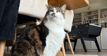 gabriel pet sitter à VILLEURBANNE 69100_1