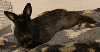melissa pet sitter à TORCY 77200_1