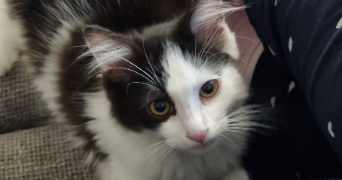 cynthia pet sitter à BRUZ 35170_3