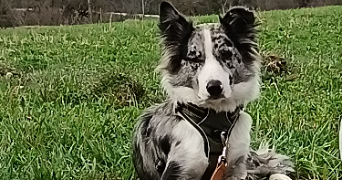 shannys pet sitter à PONTAIX 26150_1