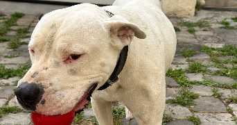 duane pet sitter à LE PLESSIS BOUCHARD 95130_2