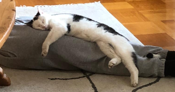 ludivine pet sitter à PARIS 08 75008_3